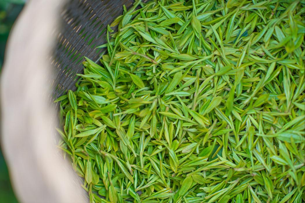中国十大名茶排名(2022中国最新的茶叶最新排名) 中国十大名茶排名(2022中国最新的茶叶最新排名)