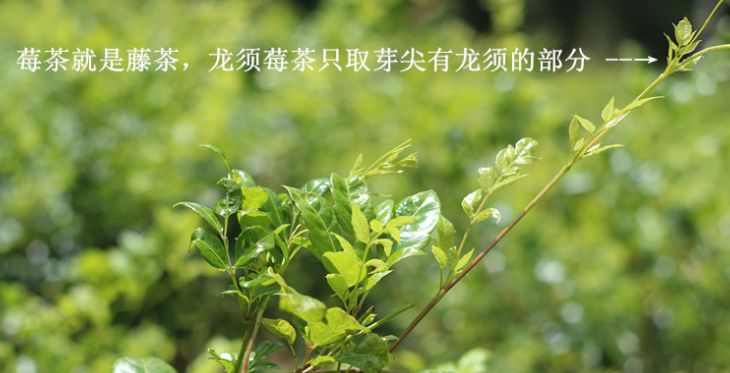 〖莓茶〗是什么茶?有什么用? 〖莓茶〗是什么茶?有什么用?
