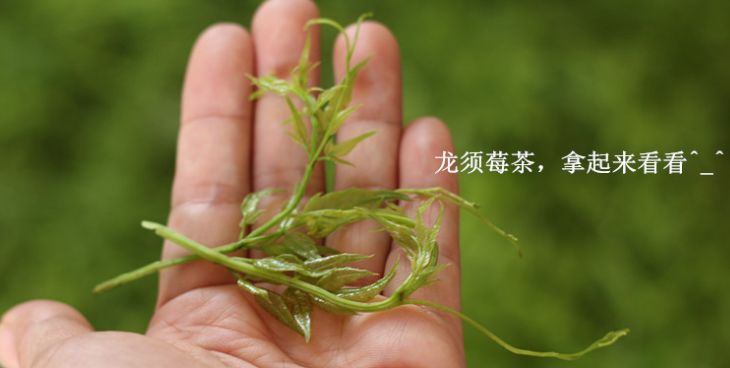 〖莓茶〗是什么茶?有什么用? 〖莓茶〗是什么茶?有什么用?